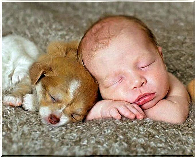 coexistence between newborns and animals