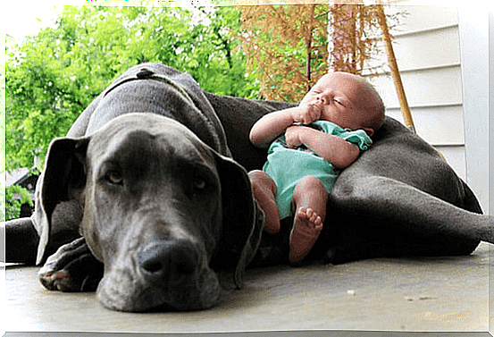 coexistence between newborns and animals