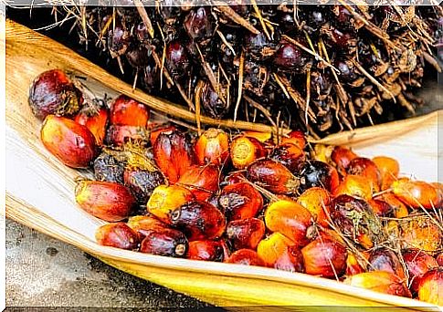 palm oil not suitable for children